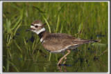 PLUVIER KILDIR  /  KILLDEER PLOVER    _HP_0308