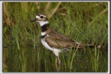 PLUVIER KILDIR / KILLDEER PLOVER