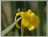 IRIS JAUNE ET LIBELLULE   _HP_110