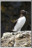 GUILLEMOT MARMETTE   /    COMMON MURRE    _HP_2793