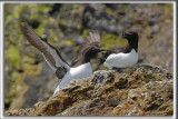 GUILLEMOT MARMETTE / COMMON MURRE