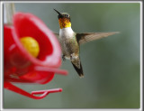 COLIBRI  GORGE RUBIS, mle    /   RUBY-THROATED HUMMINGBIRD, male    _HP_4033