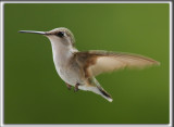 COLIBRI  GORGE RUBIS, femelle    /   RUBY-THROATED HUMMINGBIRD, female    _HP_4342