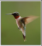 COLIBRI  GORGE RUBIS, mle    /   RUBY-THROATED HUMMINGBIRD, male    _HP_4464