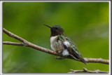 COLIBRI  GORGE RUBIS, mle    /   RUBY-THROATED HUMMINGBIRD, male    _HP_4490