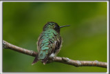 COLIBRI  GORGE RUBIS, mle    /   RUBY-THROATED HUMMINGBIRD, male    _HP_4534