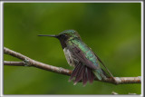 COLIBRI  GORGE RUBIS, mle    /   RUBY-THROATED HUMMINGBIRD, male    _HP_4623