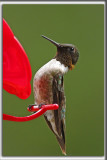 COLIBRI  GORGE RUBIS, mle    /   RUBY-THROATED HUMMINGBIRD, male    _HP_4644