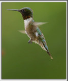 COLIBRI  GORGE RUBIS, mle    /   RUBY-THROATED HUMMINGBIRD, male    _HP_4925