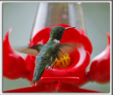 COLIBRI  GORGE RUBIS, mle    /   RUBY-THROATED HUMMINGBIRD, male    _HP_4949