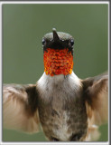 COLIBRI  GORGE RUBIS, mle    /   RUBY-THROATED HUMMINGBIRD, male    _HP_4284