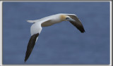 FOU DE BASSAN    /     NORTHERN GANNET    _HP_3260