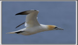 FOU DE BASSAN    /     NORTHERN GANNET    _HP_3226