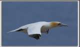 FOU DE BASSAN    /     NORTHERN GANNET    _HP_3223
