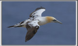 FOU DE BASSAN    /     NORTHERN GANNET    _HP_3187