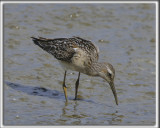 BCASSEAU  CHASSES   /   STILT SANDPIPER   _HP_0060