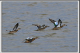 BCASSEAU  CHASSES   /   STILT SANDPIPER   _HP_0311