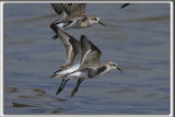 BCASSEAU SEMIPALM   /   SEMIPALMATED SANDPIPER    _HP_0242