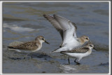 BCASSEAU SEMIPALM   /   SEMIPALMATED SANDPIPER    _HP_0268