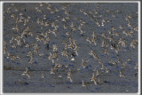 BCASSEAU SEMIPALM   /   SEMIPALMATED SANDPIPER    _HP_9198