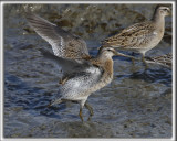 BCASSIN ROUX   /   SHORT-BILLED DOWITCHER    _HP_8812