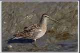 BCASSIN ROUX   /   SHORT-BILLED DOWITCHER    _HP_9025