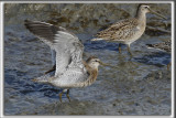 BCASSIN ROUX   /   SHORT-BILLED DOWITCHER    _HP_8815