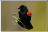 CAROUGE  PAULETTES, mle  /  RED-WINGED BLACKBIRD, male     _HP_7501