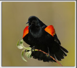 CAROUGE  PAULETTES, mle  /  RED-WINGED BLACKBIRD, male     _HP_7515