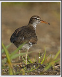 CHEVALIER GRIVEL   /   SPOTTED SANDPIPER     _HP_7169
