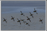 BCASSEAU  CHASSES   /   STILT SANDPIPER   _HP_0308