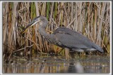 GRAND HRON BLEU  -   GREAT BLUE HERON     _HP_8541