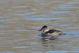 Ruddy duck