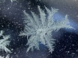 Frost ferns on the window 01