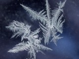 Frost ferns on the window 04
