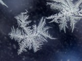 Frost ferns on the window 05