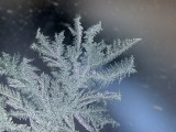Frost ferns on the window 06