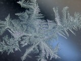 Frost ferns on the window 07