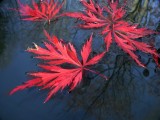 Red Maple Leaves On Water