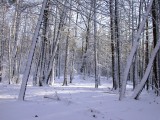 Woodland snow