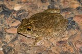 Knife-footed Frog