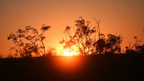 Sunset Mesquite.jpg