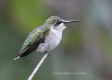 Ruby-throated hummingbird 