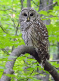 Barred Owl with the Nikon P900