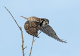 Northern Hawk Owl No. 3