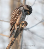 Northern Hawk Owl with Vole