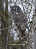 Great Gray Owl in Ottawa