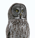 Great Gray Owl irruption cycle for last 40 years