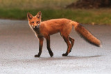 Sunset fox