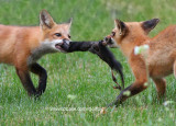 Tug-O-War